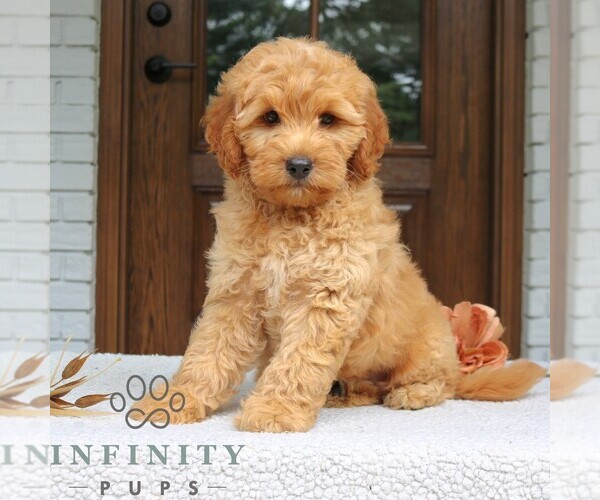 Medium Photo #4 Goldendoodle (Miniature) Puppy For Sale in LEOLA, PA, USA