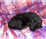 Puppy Girl Puppy 6 Poodle (Standard)