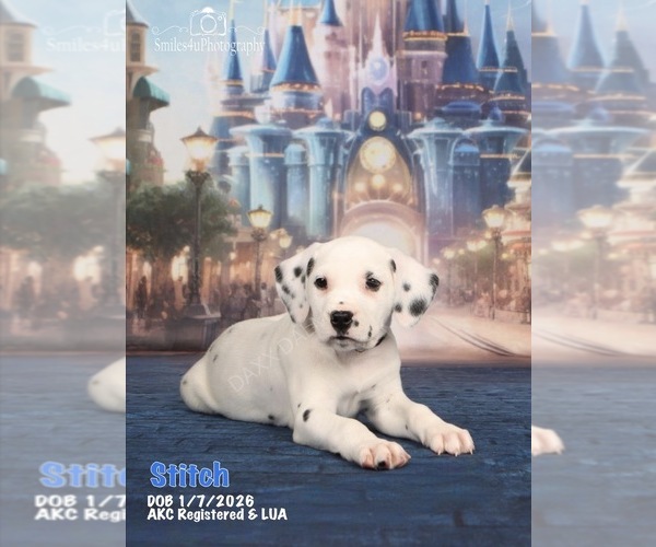Medium Photo #1 Dalmatian Puppy For Sale in HIGHLAND, IL, USA