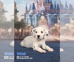 Puppy Stitch Dalmatian