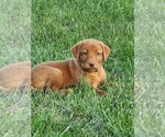 Puppy Astrid pink Labrador Retriever