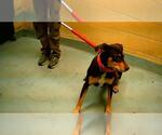 Small Doberman Pinscher Mix