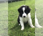Small Photo #5 Border Collie Puppy For Sale in RICE, MN, USA