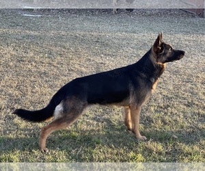 Mother of the German Shepherd Dog puppies born on 03/23/2025
