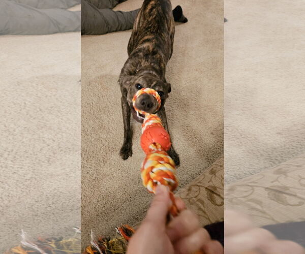 Medium Photo #14 Mountain Cur-Whippet Mix Puppy For Sale in Brooklyn Center, MN, USA