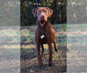Labrador Retriever-Unknown Mix Dogs for adoption in Wetumpka, AL, USA