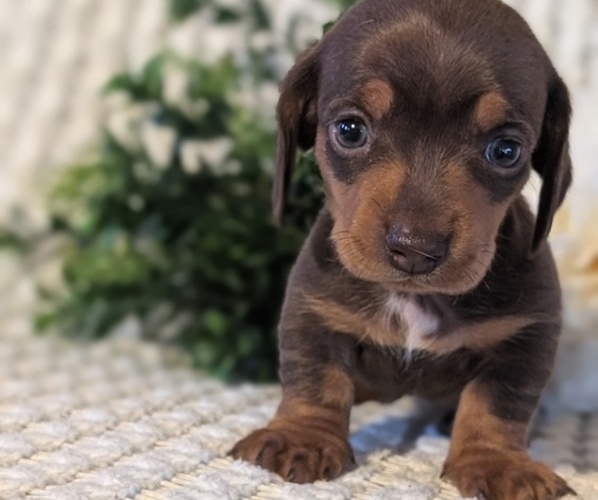 Medium Photo #9 Dachshund Puppy For Sale in GOSHEN, IN, USA