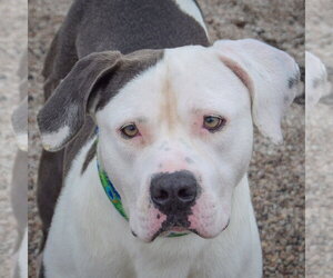 American Bulldog-American Staffordshire Terrier Mix Dogs for adoption in Huntley, IL, USA