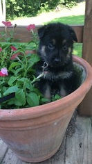 German Shepherd Dog Puppy for sale in WEST UNION, OH, USA