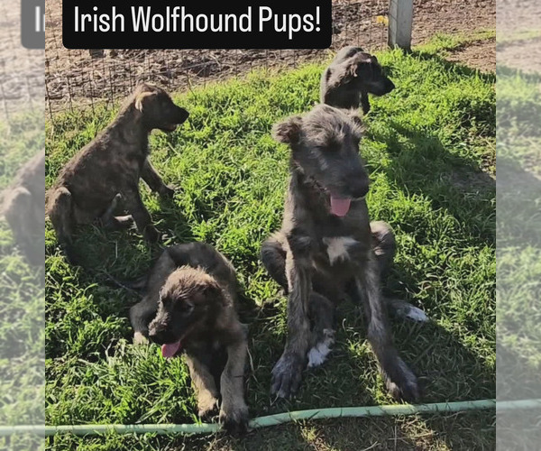 Medium Photo #6 Irish Wolfhound Puppy For Sale in MATHIS, TX, USA