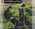 Small #5 Irish Wolfhound