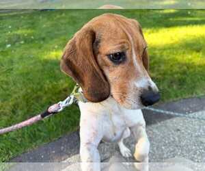 Champ - Male Beagle Dog for Adoption - Photo #2