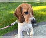 Small Photo #2 Beagle Puppy For Sale in Clinton , MI, USA