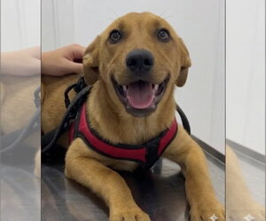 Labrador Retriever-Unknown Mix Dogs for adoption in Escondido, CA, USA