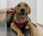 Small Labrador Retriever Mix