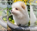 Small #20 Pomeranian