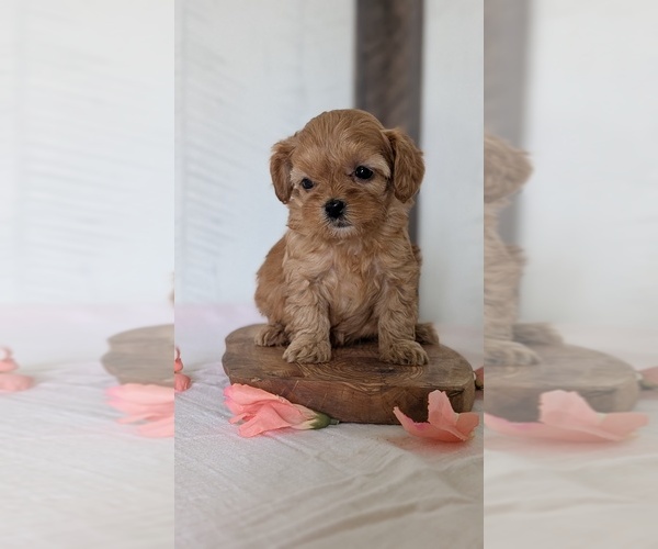 Medium Photo #65 Cavapoo (Miniature) Puppy For Sale in GOSHEN, IN, USA