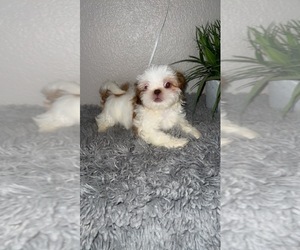 Shih Tzu Puppy for sale in TULARE, CA, USA