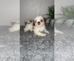 Small Photo #1 Shih Tzu Puppy For Sale in TULARE, CA, USA