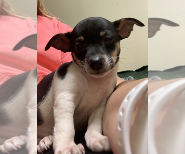 Medium Photo #3 Rat Terrier Puppy For Sale in WHITAKERS, NC, USA