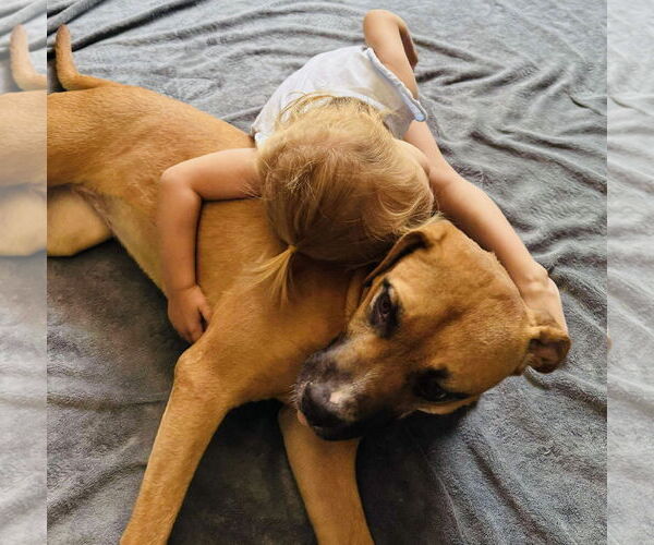 Medium Photo #4 Boxer-Mountain Cur Mix Puppy For Sale in Germantown, OH, USA