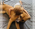 Small #3 Boxer-Mountain Cur Mix
