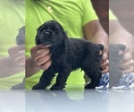 Small Photo #3 Cocker Spaniel Puppy For Sale in HOUSTON, TX, USA