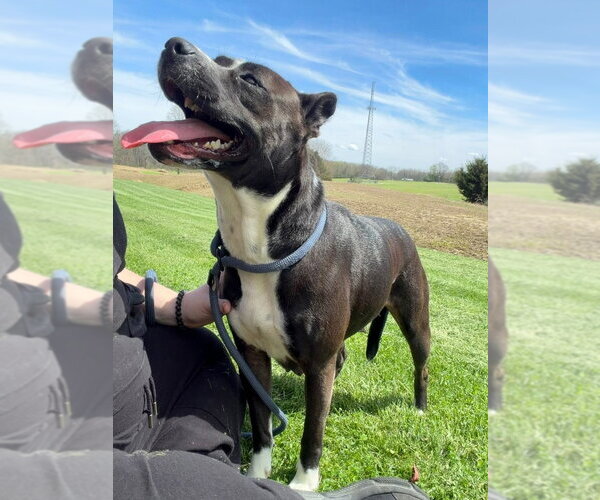 Medium Photo #3 American Staffordshire Terrier-Boxer Mix Puppy For Sale in Pierceton , IN, USA