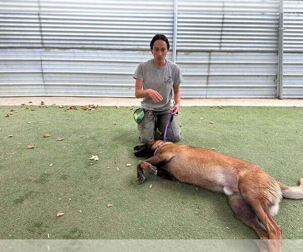 Medium Photo #2 Mutt Puppy For Sale in Imlay City, MI, USA