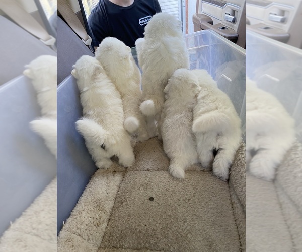 Medium Photo #1 American Eskimo Dog Puppy For Sale in PHELAN, CA, USA