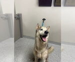 Small Siberian Husky Mix