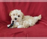 Small Photo #4 Maltipoo Puppy For Sale in PARADISE, PA, USA