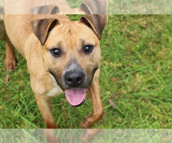 Medium Photo #1 American Staffordshire Terrier-Unknown Mix Puppy For Sale in Jackson, MS, USA