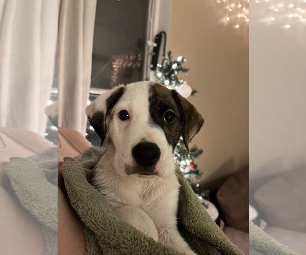 Medium Photo #7 American Staffordshire Terrier-Unknown Mix Puppy For Sale in Duluth, MN, USA