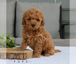Goldendoodle (Miniature) Puppy for sale in NARVON, PA, USA