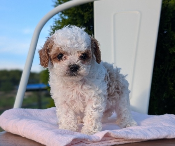 Medium Photo #58 Cavapoo (Miniature) Puppy For Sale in GOSHEN, IN, USA