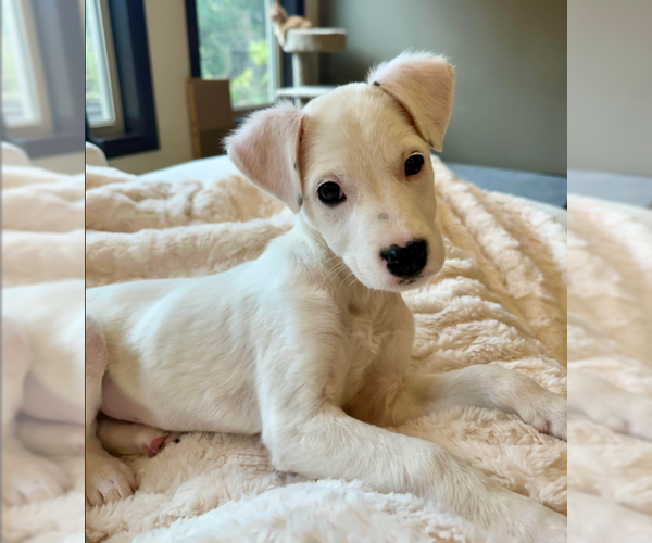 Medium Photo #1 Mutt Puppy For Sale in Brooklyn Center, MN, USA