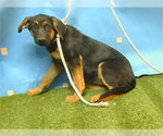 Small German Shepherd Dog