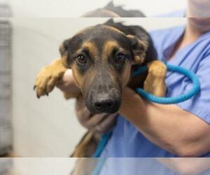 Australian Shepherd-Unknown Mix Dogs for adoption in Mountain Home, AR, USA