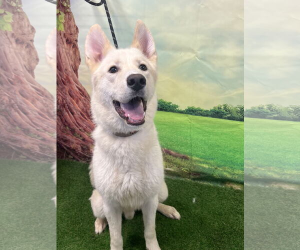 Medium Photo #2 Huskies -Unknown Mix Puppy For Sale in Euless, TX, USA