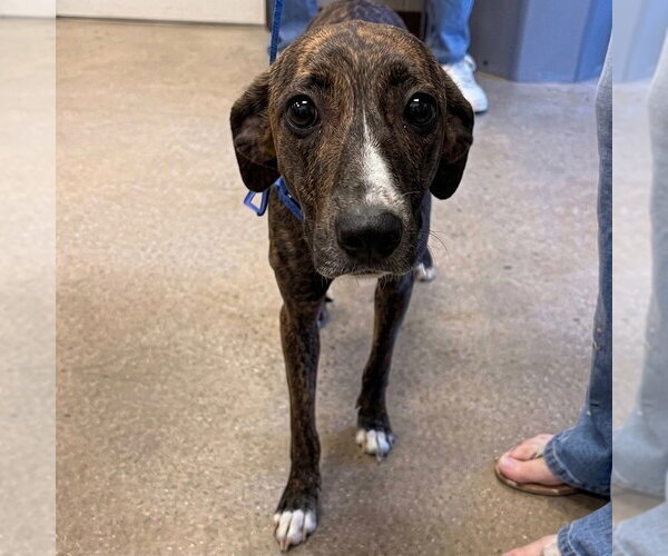 Medium Photo #3 Greyhound-Unknown Mix Puppy For Sale in Canton, CT, USA