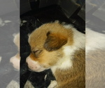 Small Photo #4 Pembroke Welsh Corgi Puppy For Sale in CIMARRON, NM, USA