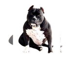 Small #2 American Pit Bull Terrier Mix