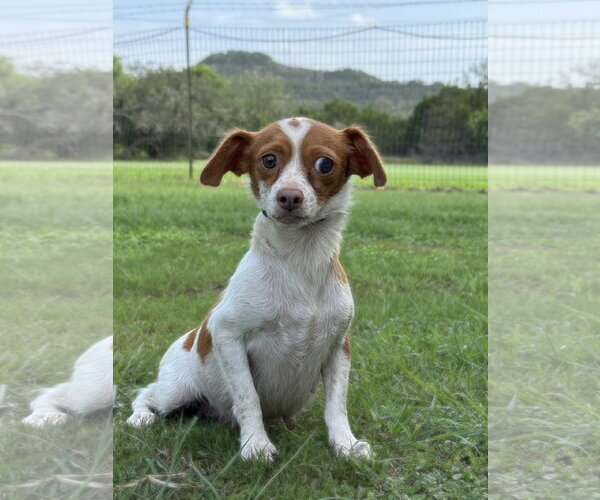 Medium Photo #1 Cheagle Puppy For Sale in PIPE CREEK, TX, USA