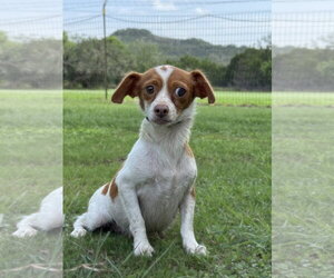 Cheagle Dogs for adoption in PIPE CREEK, TX, USA