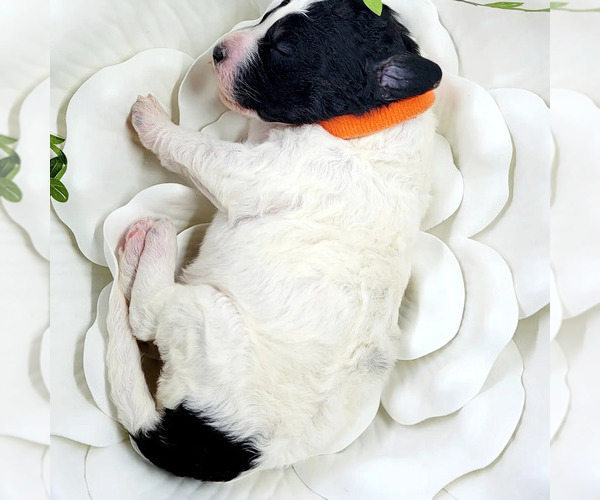 Medium Photo #2 Miniature Bernedoodle Puppy For Sale in SAINT LOUIS, MO, USA
