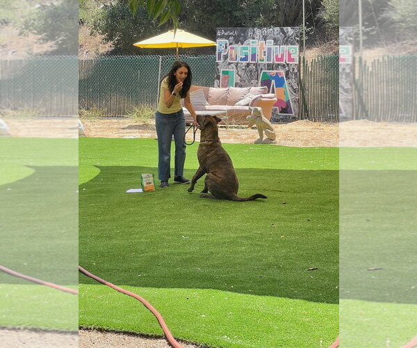 Medium Photo #4 Plott Hound-Presa Canario Mix Puppy For Sale in Woodland Hills, CA, USA