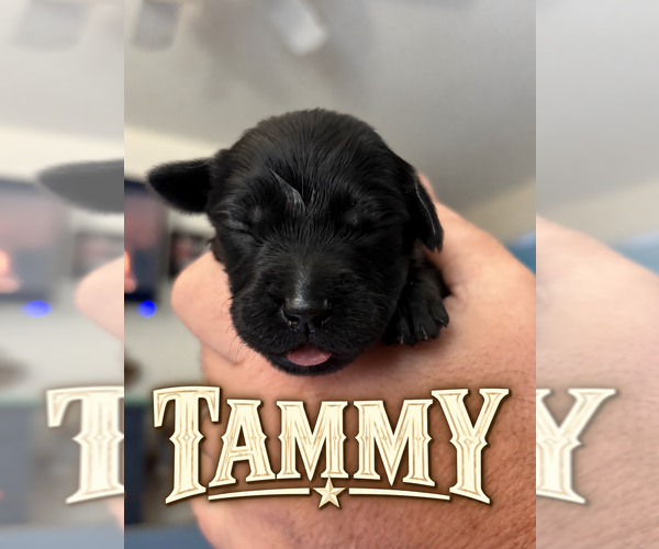 Medium Photo #11 Goldendoodle Puppy For Sale in COCOA, FL, USA