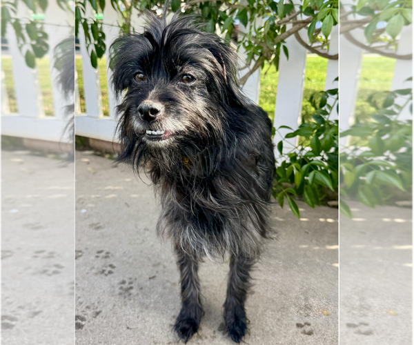 Medium Photo #4 Mutt Puppy For Sale in Newport Beach, CA, USA