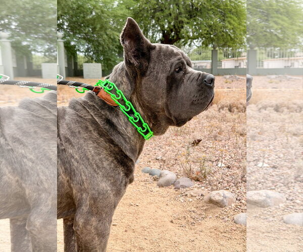 Medium Photo #2 Mutt Puppy For Sale in Goodyear, AZ, USA